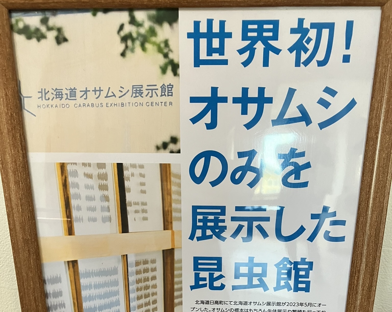 日高町「北海道オサムシ展示館」